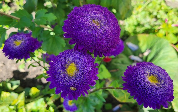 догляд за айстрами