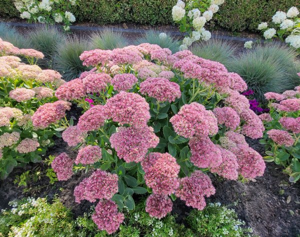 Догляд за очитком