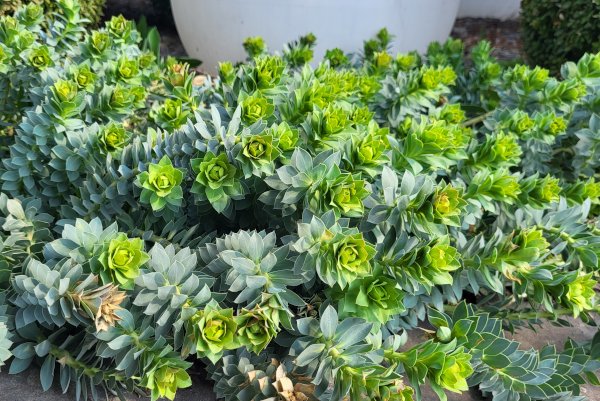 Розмноження очитку