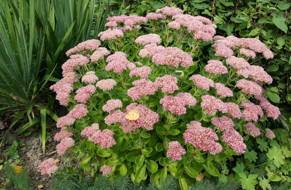 Як посадити очиток